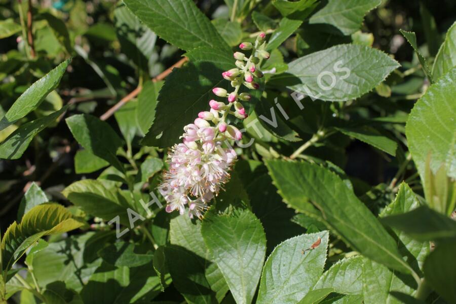Jochovec olšolistý 'Pink Spire' - Clethra alnifolia 'Pink Spire'