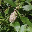Jochovec olšolistý 'Pink Spire' - Clethra alnifolia 'Pink Spire'