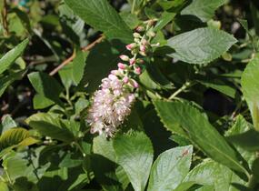Jochovec olšolistý 'Pink Spire' - Clethra alnifolia 'Pink Spire'