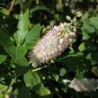 Jochovec olšolistý 'Pink Spire' - Clethra alnifolia 'Pink Spire'