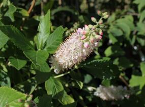 Jochovec olšolistý 'Pink Spire' - Clethra alnifolia 'Pink Spire'