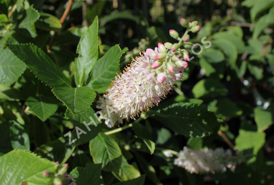 Jochovec olšolistý 'Pink Spire' - Clethra alnifolia 'Pink Spire'