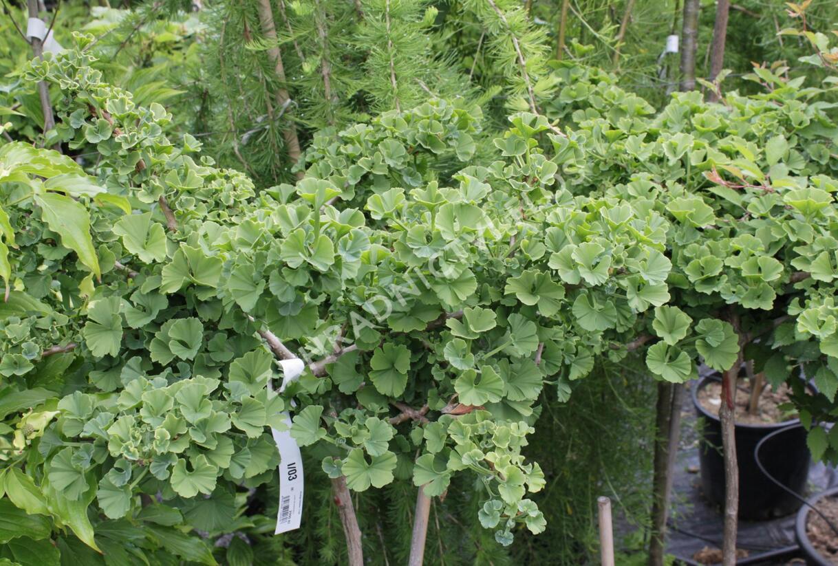 Jinan dvoulaločný 'Troll' - Ginkgo biloba 'Troll'