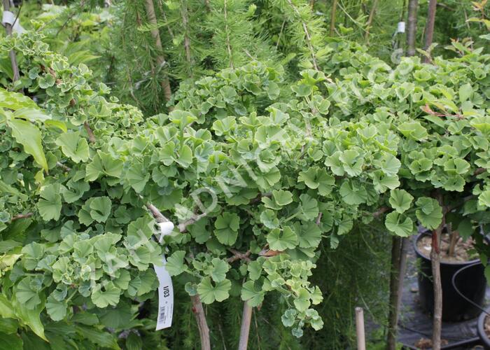 Jinan dvoulaločný 'Troll' - Ginkgo biloba 'Troll'