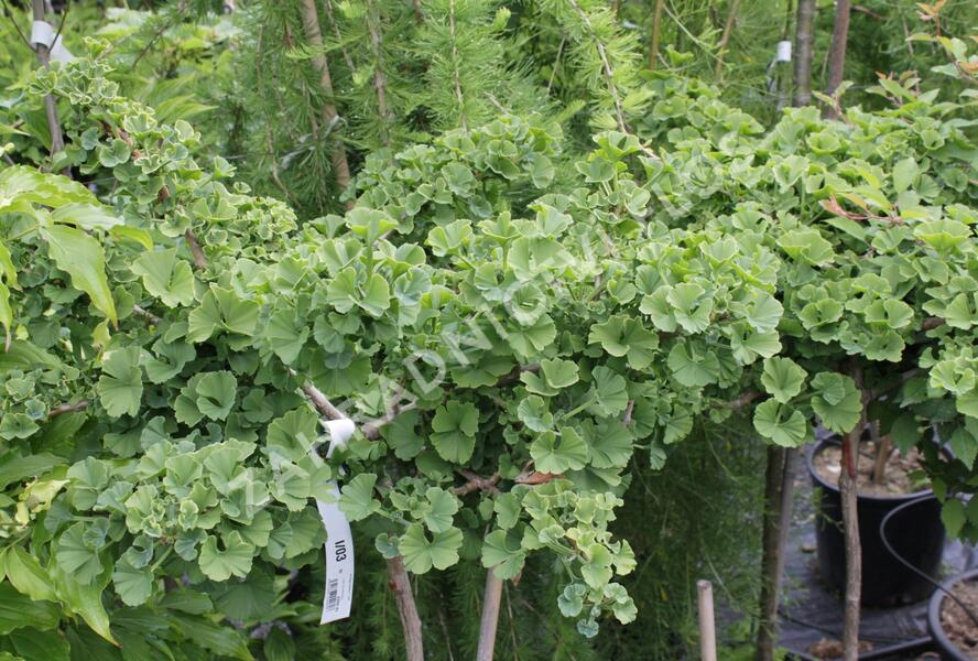 Jinan dvoulaločný 'Troll' - Ginkgo biloba 'Troll'