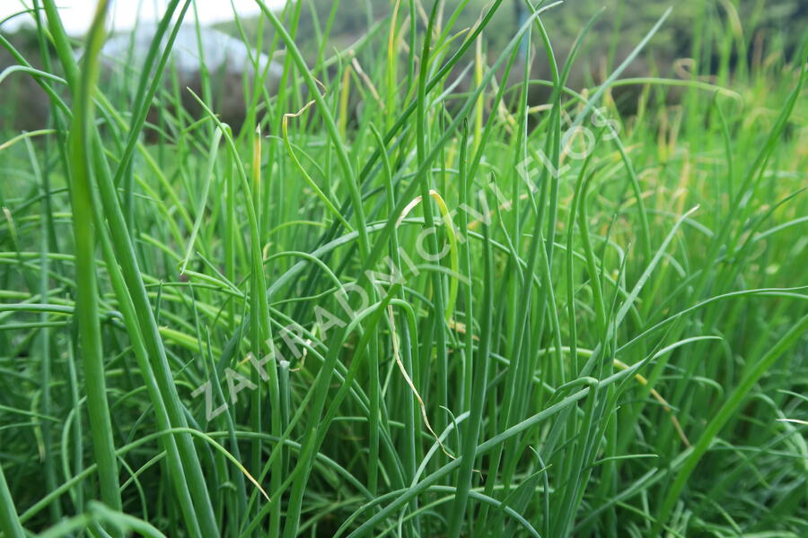 Cibule zimní sečka 'Strada' - Allium fistulosum 'Strada'