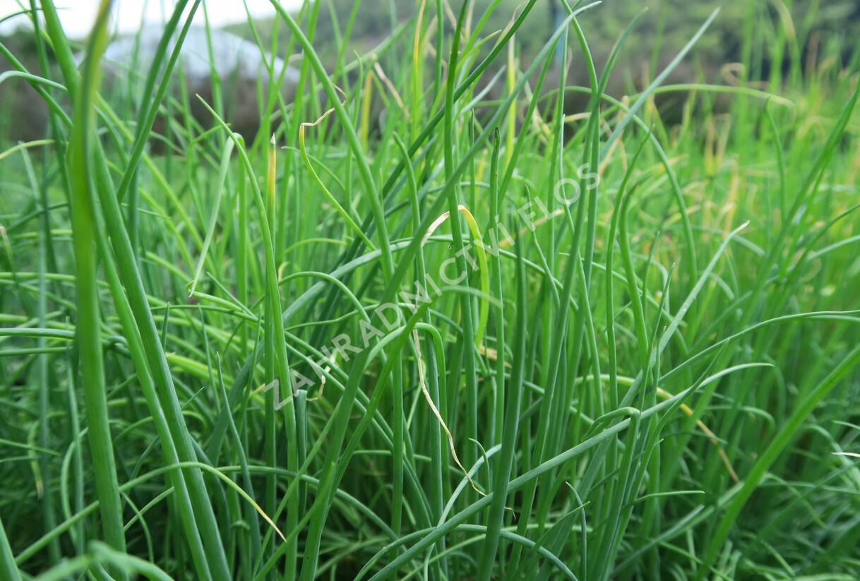 Cibule zimní sečka 'Strada' - Allium fistulosum 'Strada'
