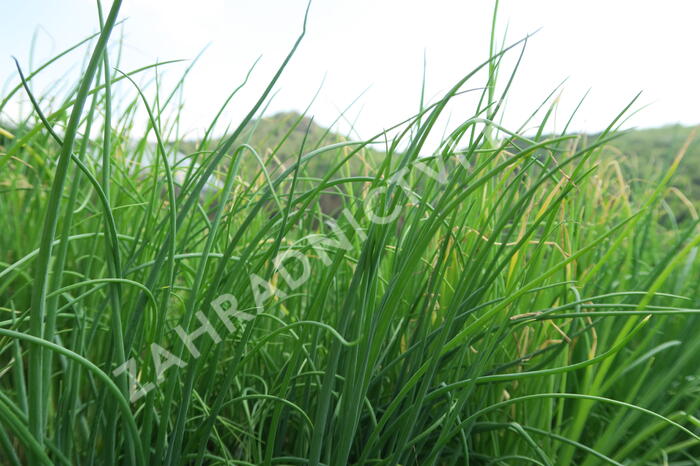 Cibule zimní sečka 'Strada' - Allium fistulosum 'Strada'