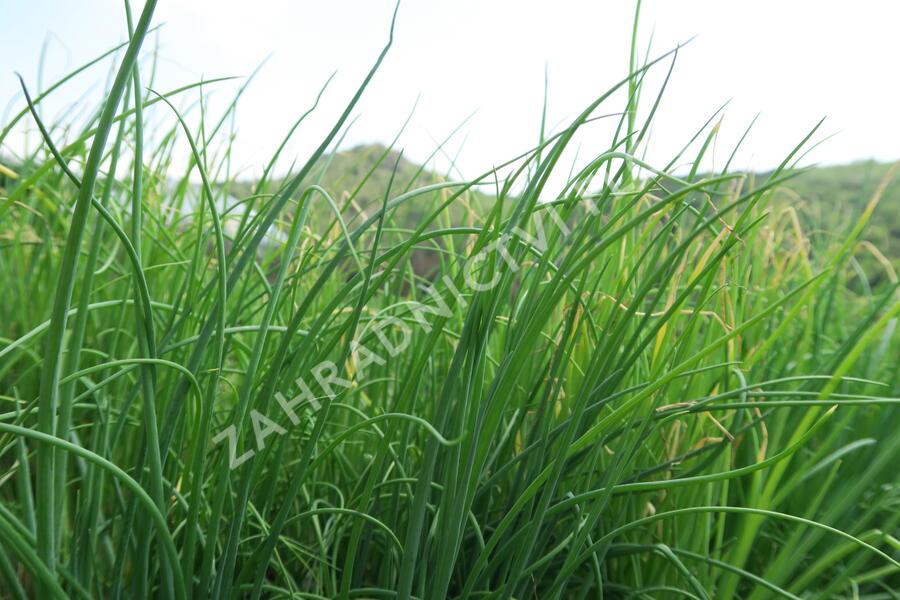 Cibule zimní sečka 'Strada' - Allium fistulosum 'Strada'
