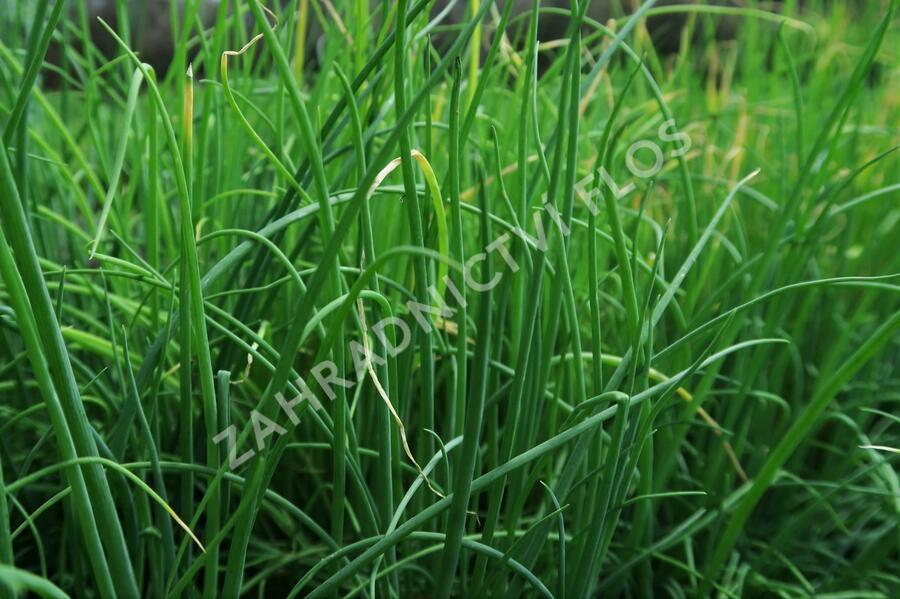 Cibule zimní sečka 'Strada' - Allium fistulosum 'Strada'