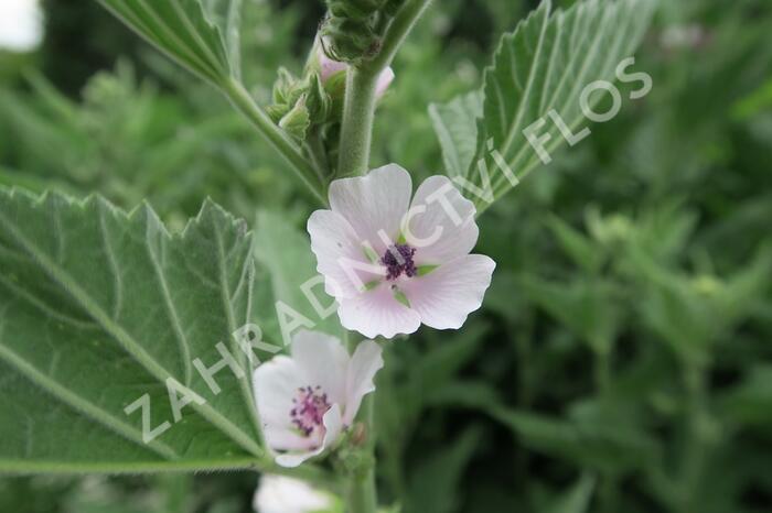 Proskurník lékařský - Althaea officinalis