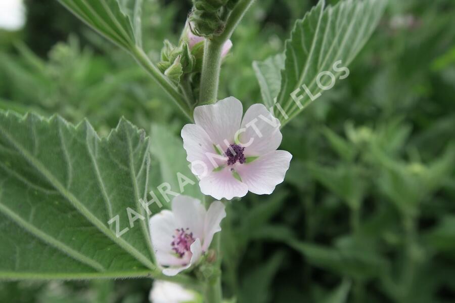 Proskurník lékařský - Althaea officinalis