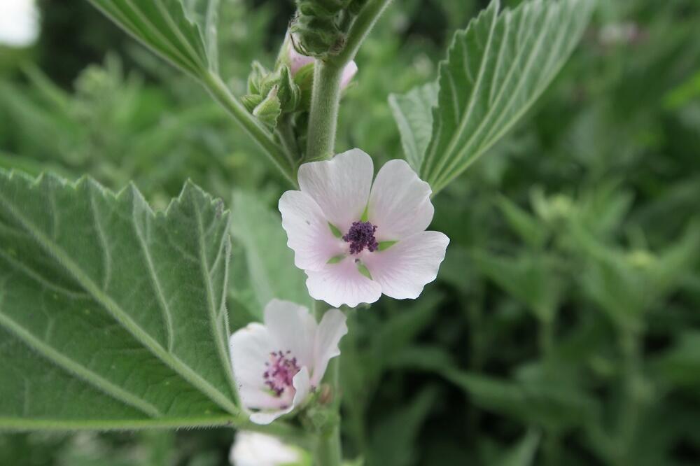 Proskurník lékařský - Althaea officinalis