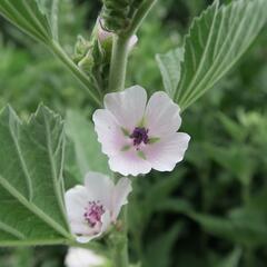 Proskurník lékařský - Althaea officinalis