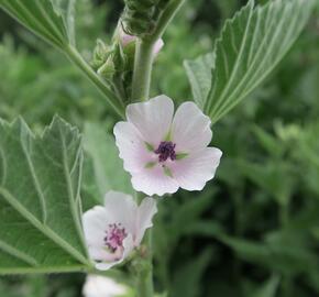 Proskurník lékařský - Althaea officinalis