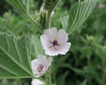 Proskurník lékařský