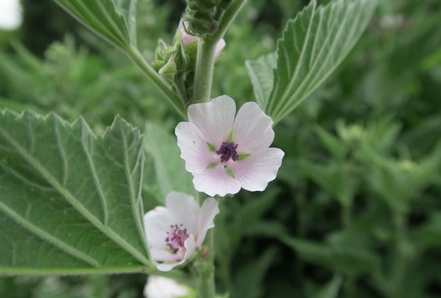 Proskurník lékařský - Althaea officinalis