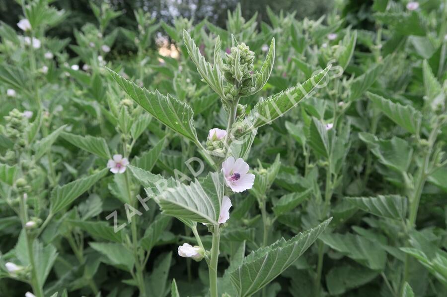 Proskurník lékařský - Althaea officinalis