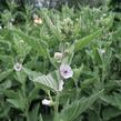 Proskurník lékařský - Althaea officinalis
