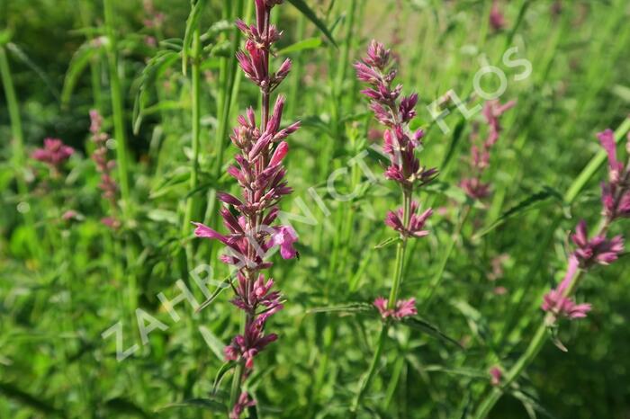 Agastache mexická 'Lime' - Agastache mexicana 'Lime'