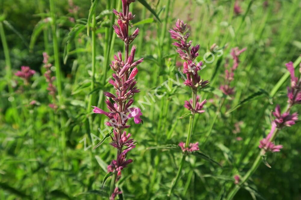 Agastache mexická 'Lime' - Agastache mexicana 'Lime'