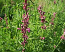 Agastache mexická 'Lime'