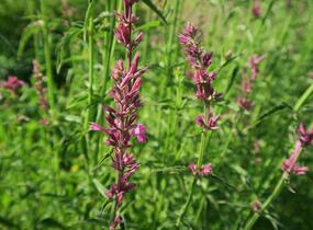 Agastache mexická 'Lime' - Agastache mexicana 'Lime'