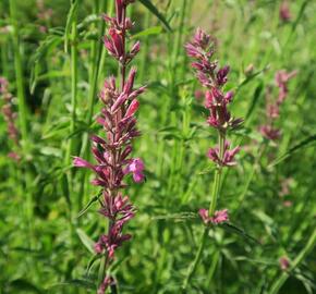 Agastache mexická 'Lime' - Agastache mexicana 'Lime'