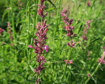 Agastache mexická 'Lime'