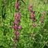 agastache-mexicka-lime.jpg