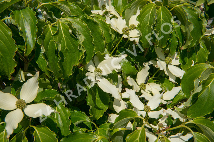 Dřín japonský 'Nicole' - Cornus kousa 'Nicole'