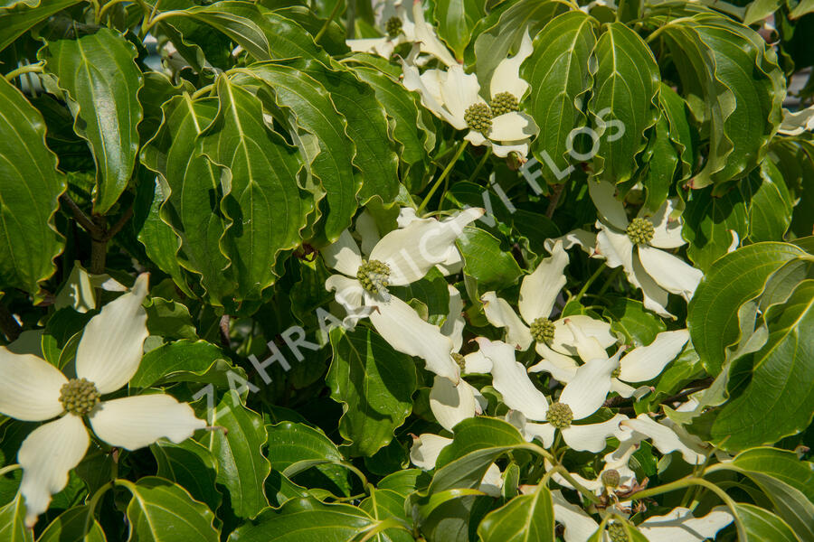 Dřín japonský 'Nicole' - Cornus kousa 'Nicole'