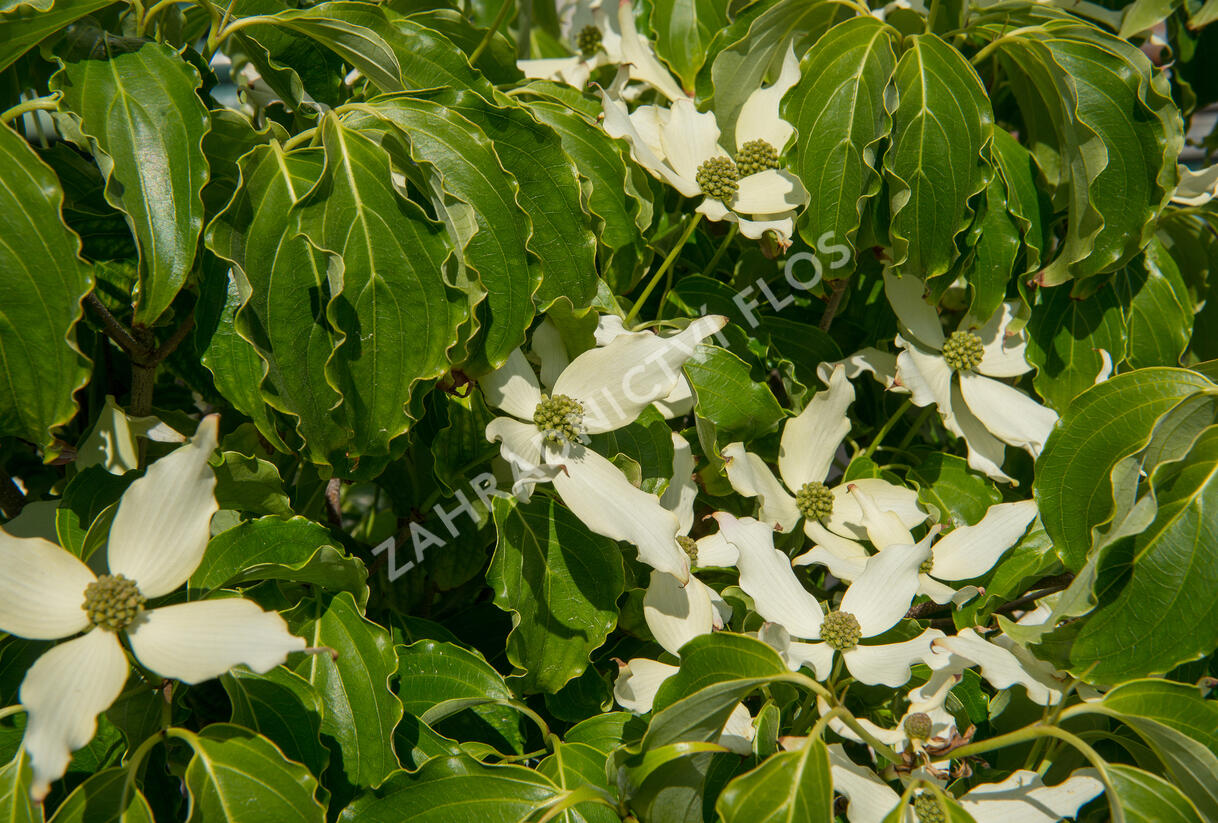 Dřín japonský 'Nicole' - Cornus kousa 'Nicole'