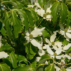 Dřín japonský 'Nicole' - Cornus kousa 'Nicole'