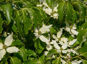 Dřín japonský 'Nicole' - Cornus kousa 'Nicole'