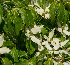 Dřín japonský 'Nicole' - Cornus kousa 'Nicole'