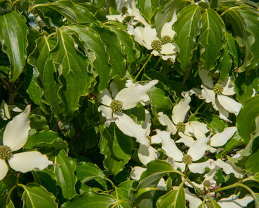 Dřín japonský 'Nicole'