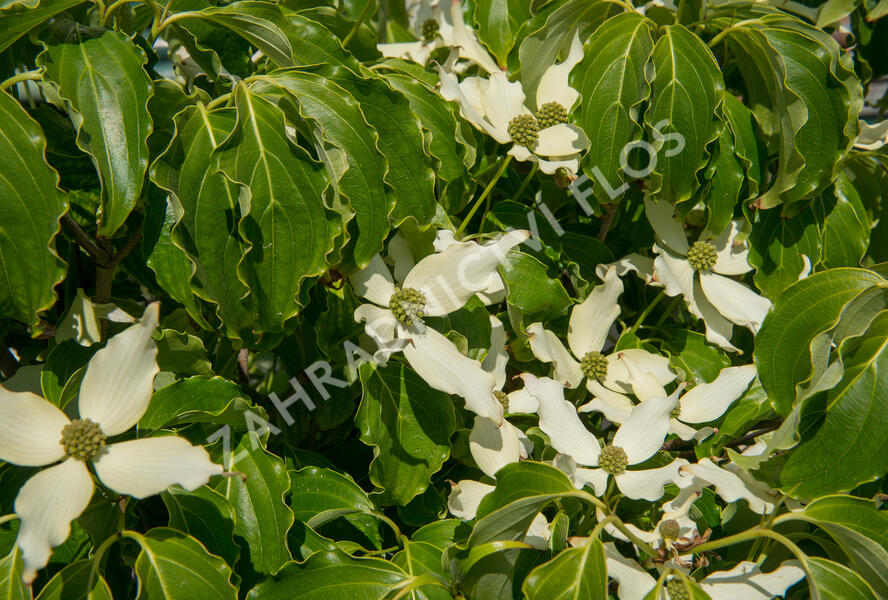Dřín japonský 'Nicole' - Cornus kousa 'Nicole'