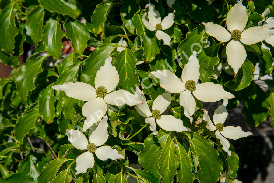 Dřín japonský 'Nicole' - Cornus kousa 'Nicole'