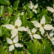 Dřín japonský 'Nicole' - Cornus kousa 'Nicole'