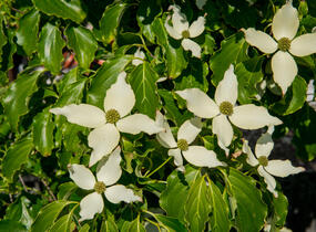 Dřín japonský 'Nicole' - Cornus kousa 'Nicole'