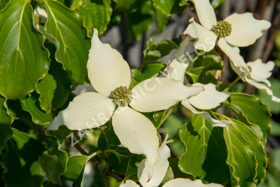 Dřín japonský 'Nicole' - Cornus kousa 'Nicole'