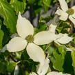 Dřín japonský 'Nicole' - Cornus kousa 'Nicole'