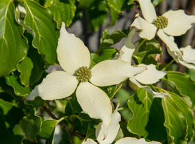 Dřín japonský 'Nicole' - Cornus kousa 'Nicole'