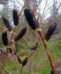 Vrba 'Kurome' - Salix 'Kurome'