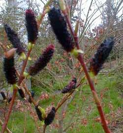 Vrba 'Kurome' - Salix 'Kurome'