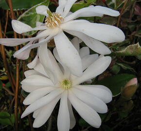 Šácholan hvězdokvětý 'Rosea' - Magnolia stellata 'Rosea'