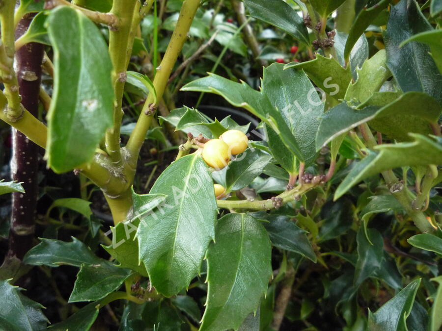 Cesmína 'Golden Girl' - Ilex meserveae 'Golden Girl'