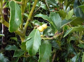 Cesmína modrá 'Golden Girl' - Ilex meserveae 'Golden Girl'