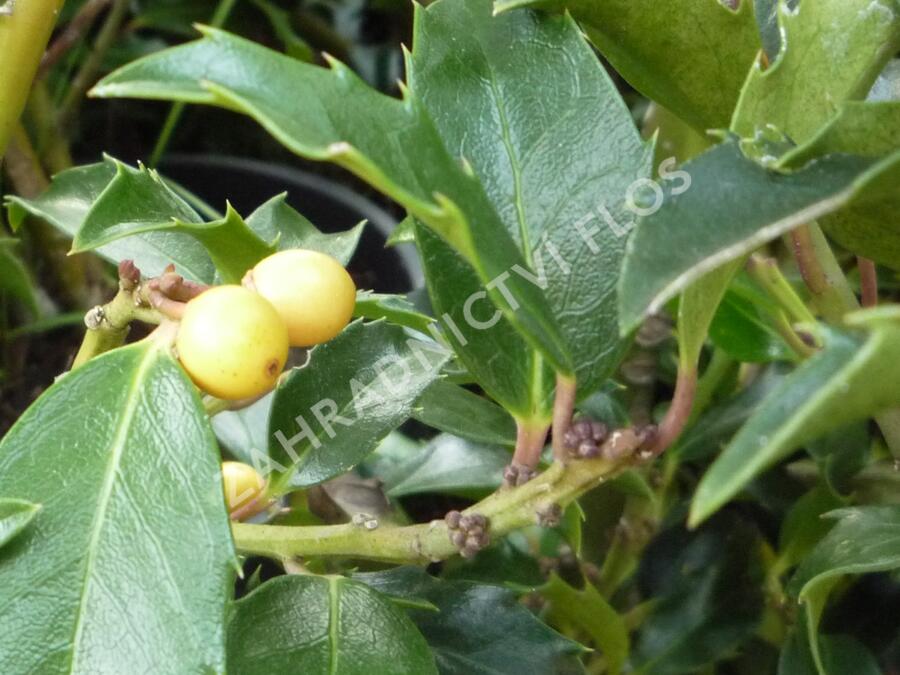 Cesmína modrá 'Golden Girl' - Ilex meserveae 'Golden Girl'